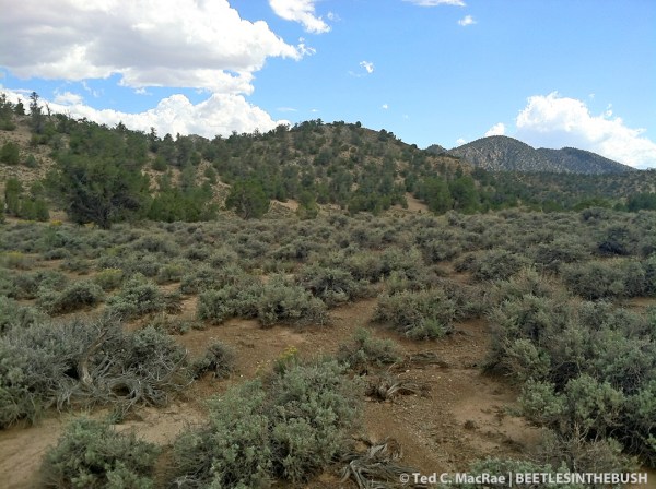Westgard Pass, Inyo Co., California.