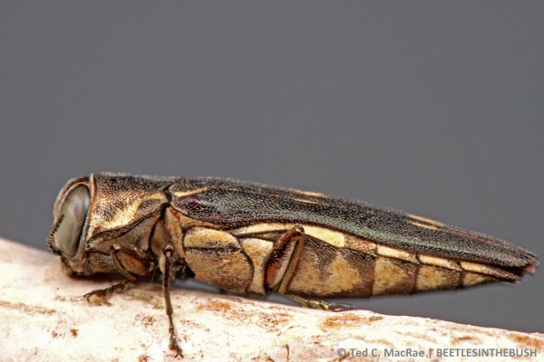 Agrilus granulatus granulatus on Populus deltoides | Beaver Dunes, Oklahoma