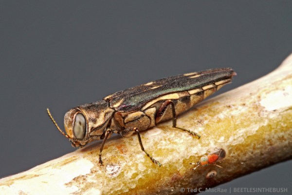 On cottonwood (Populus deltoides) | Beaver Dunes State Park, Oklahoma.