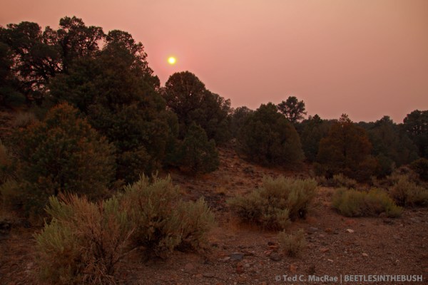 14 mi SE of Wellington, Toiyabe National Forest, Nevada.