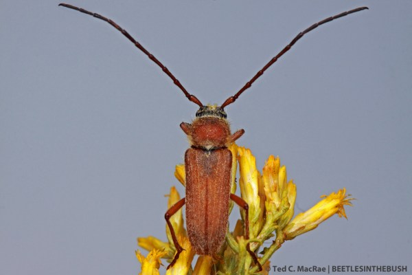 Crossidius hirtipes immaculipennis (male) | 6.3 mi W of Wellington, Nevada.