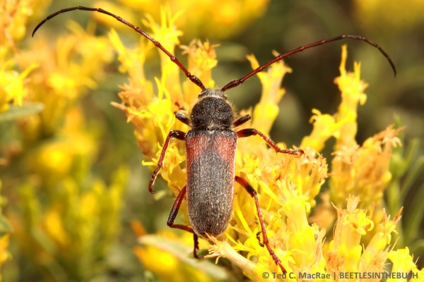Crossidius hirtipes nubilus (male) on flowers of Chrysothamnus viscidiflorus.