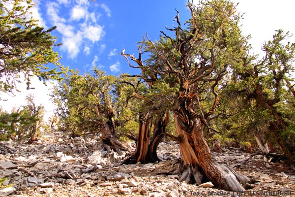 Bristlecone Pine Ancient Forest