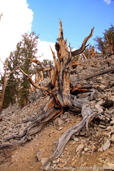 Bristlecone Pine Ancient Forest