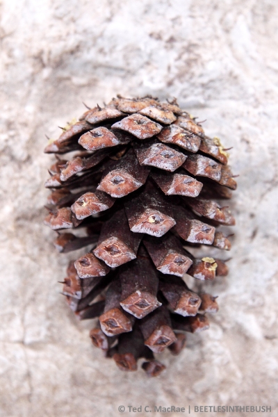 Pinus longaeva cone