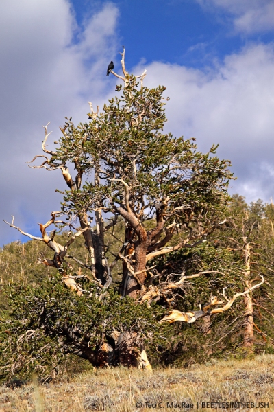 Bristlecone Pine Ancient Forest