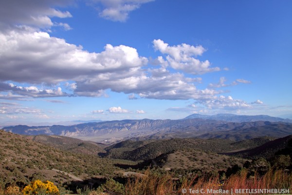 View of Westgard Pass from higher up in the White Mountains near Ancient Bristlecone Pine Forest.