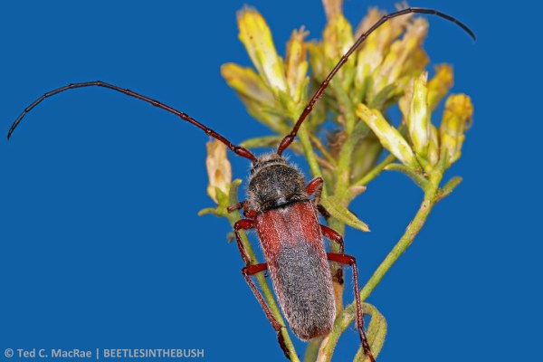 In addition to their longer antennae, males are distinguished by xxx.
