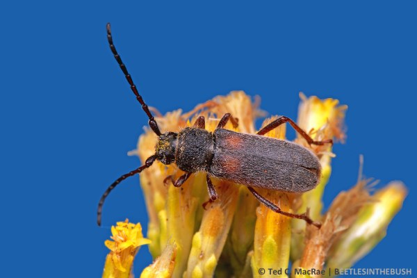 Females have the elytral markings xxx.