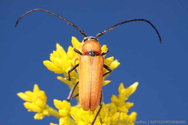 Males are completely orange.