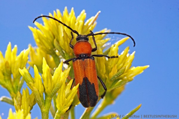 Females have a distinct apical blue-black marking on the elytra