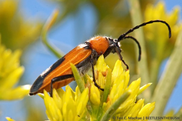 Crossidius coralinus caeruleipennis | Inyo Co. nr. Bishop, California