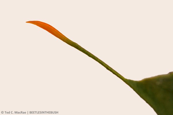 What is this, and how does it relate to the structures in the other photo?