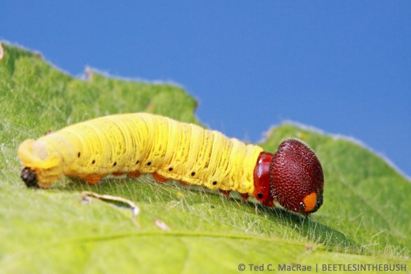 Epargyreus clarus (silver-spotted skipper) late-instar larva on soybean | Baton Rouge, Louisiana