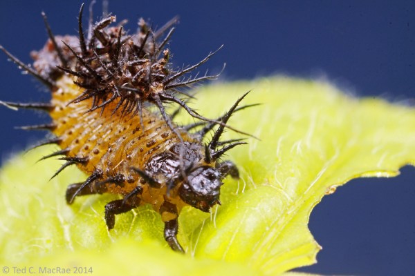 Undetermined cassidine larva.
