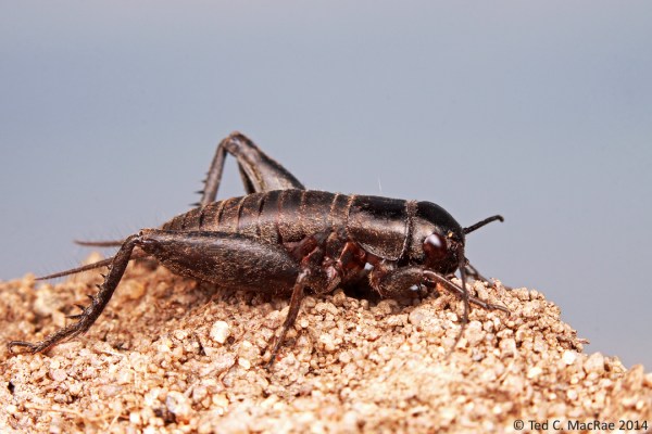 After additional processing in Photoshop (jpg converted from edited TIFF).