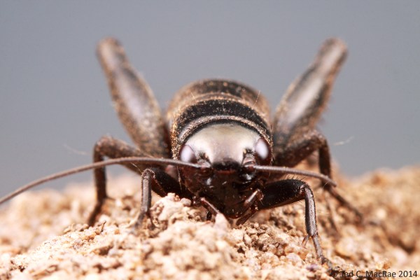 The head slightly narrower than the pronotum and early spring occurrence of this large nymph make me think this is the northern woods cricket (Gryllus vernalis).