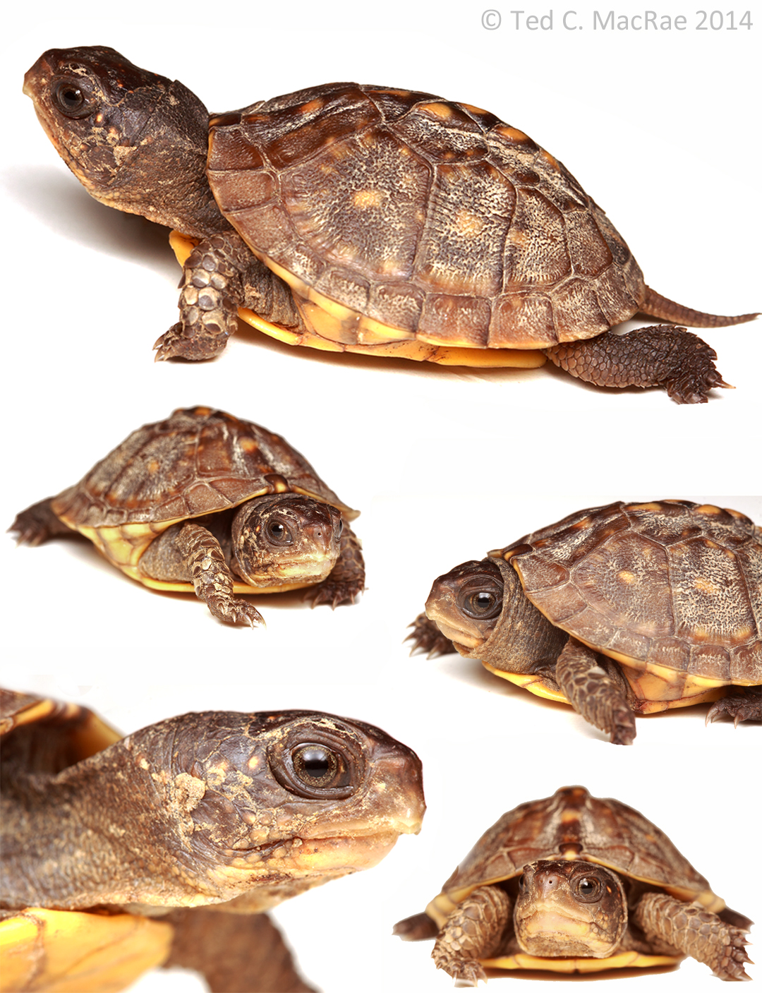 Box-turtle-collage_1080x1407