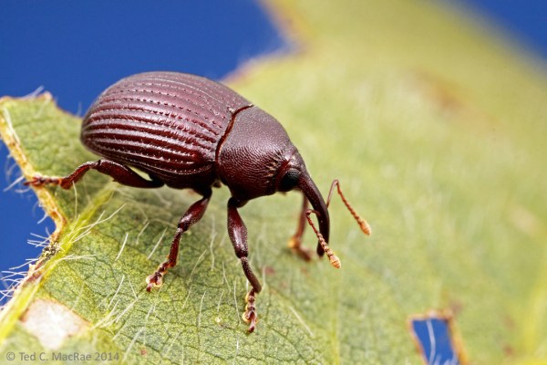 Rhysommatus subtilis is a significant regional pest of soybean in Tucumán Province.