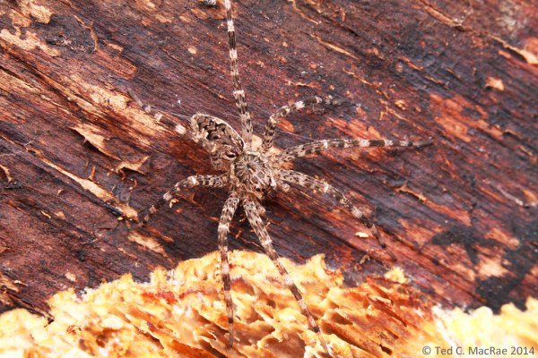 Dolomedes tenebrosus (dark fishing spider) | Clark Co., Missouri
