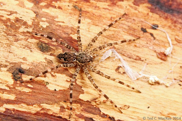 The "W"-shaped markings on the abdomen with interrupted white borders distinguish this species from the otherwise similar D. scriptus (xxx fishing spider).