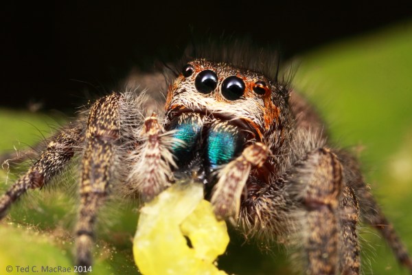 Check out those metallic blue chelicerae!