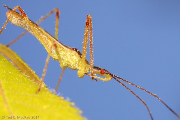 Zelus luridus (pale green assassin bug) | Howell Co., Missouri.