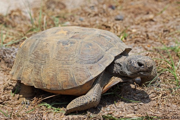 gopher tortoise (Gopherus polyphemus)
