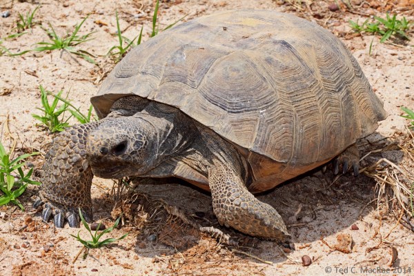 gopher tortoise (Gopherus polyphemus)