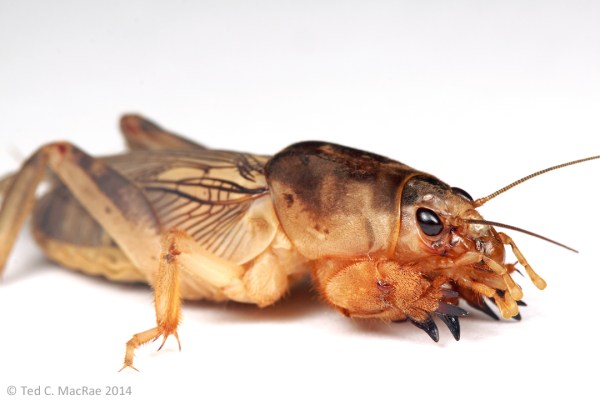 Scapteriscus borellii (southern mole cricket) | Emanuel Co., Georgia.