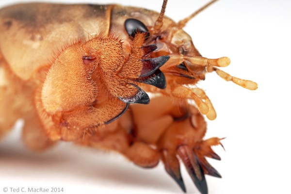 Scapteriscus borellii