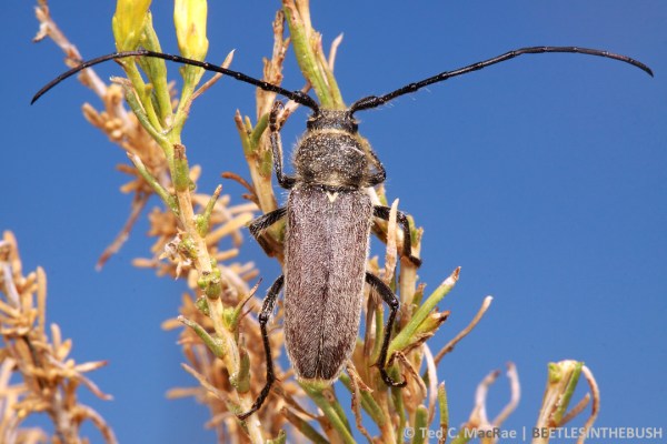 Crossidius ater | 7.2 mi SW NV318 on US6, White Pine Co., Nevada.