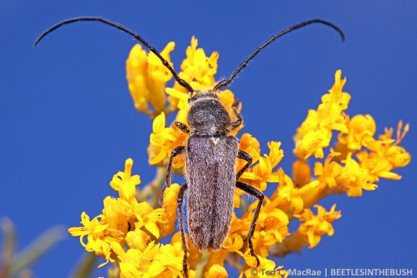 Crossidius ater | Ely, 1.2 mi S Jct US6/50/93, White Pine Co., Nevada.