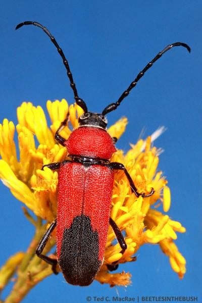 Crossidius coralinus jocosus (female) | Costilla Co., Colorado
