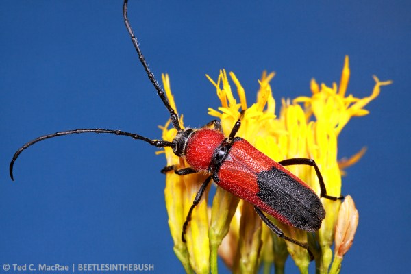 Crossidius coralinus jocosus (male) | Costilla Co., Colorado