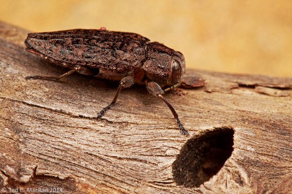 Chrysobothris orono Frost, 1920 | South Cumberland State Park, Tennessee
