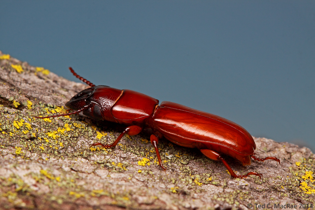 When is a stag beetle not a stag beetle? | Beetles In The Bush