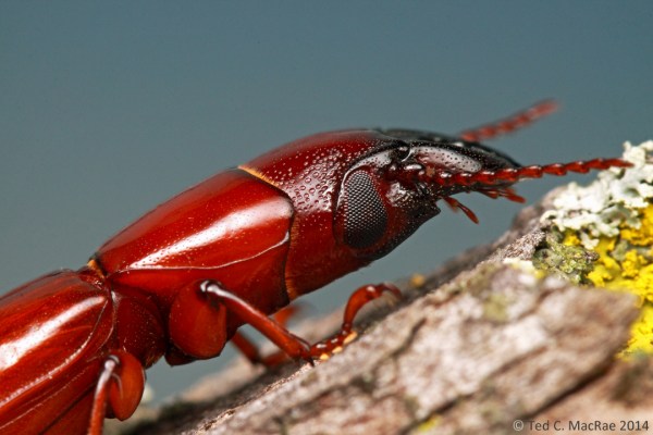 Parandra (Tavandra) polita