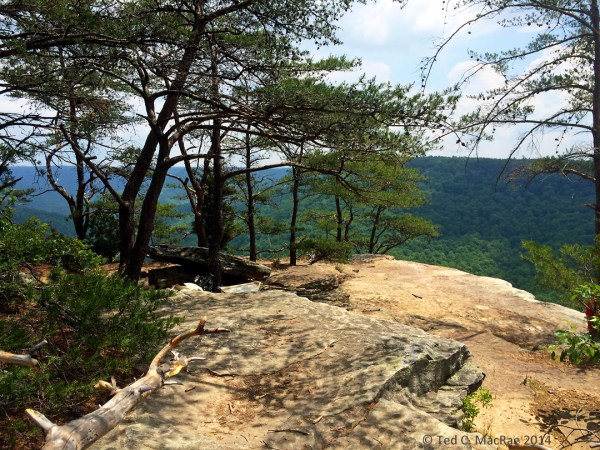 Virginia pine (Pinus viriginiana) on bluff tops | South Cumberland State Park