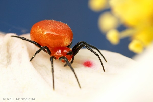 Ceraticelus minutus?