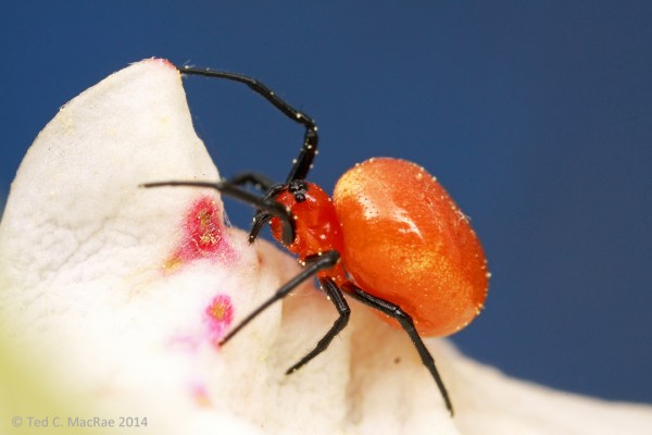 Ceraticelus minutus?