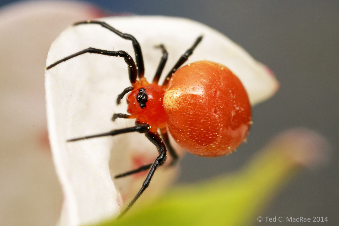 Pretty, little, no-name spider | Beetles In The Bush