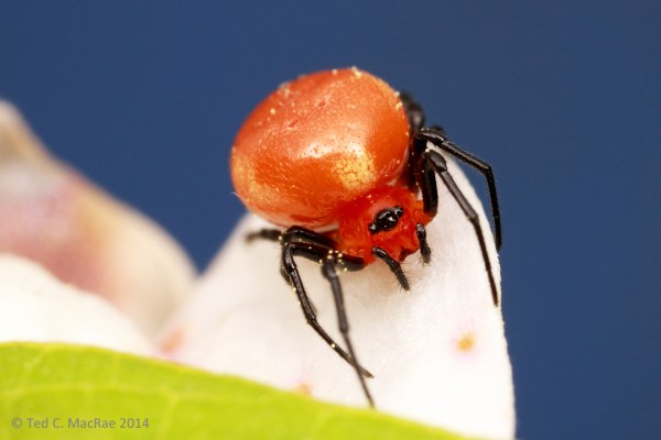 Ceraticelus minutus?