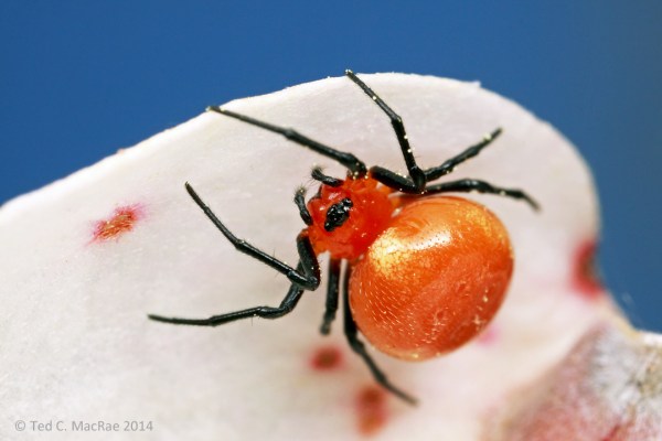 Ceraticelus minutus?