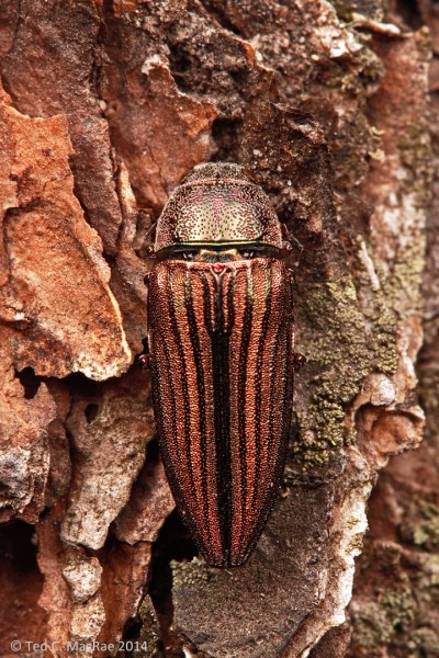Buprestis (Cypriacis) striata  | South Cumberland State Park, Tennessee