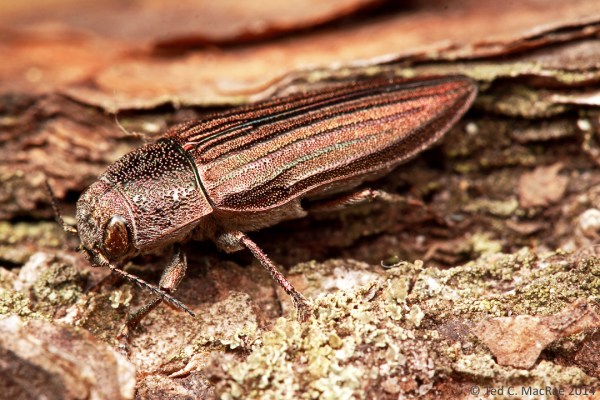 Buprestis (Cypriacis) striata  | South Cumberland State Park, Tennessee