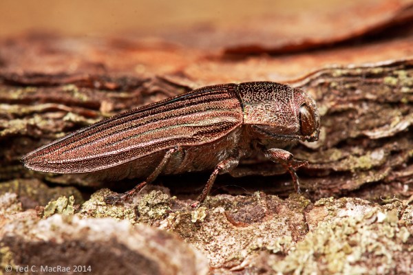 Buprestis (Cypriacis) striata  | South Cumberland State Park, Tennessee