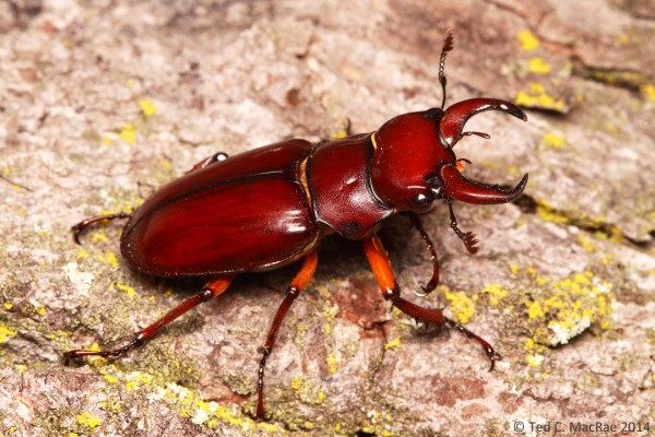Males are distinctive by their large, sickle-shaped mandibles.