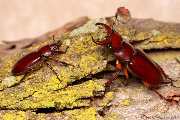 Lucanus capreolus, female (L) and male (R) | Fort Defiance Park, Illinois
