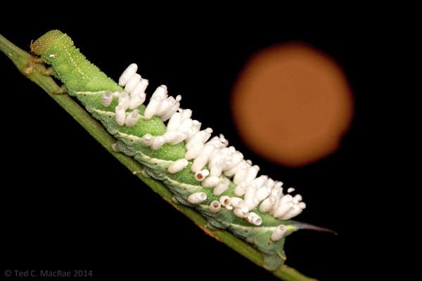 IMG_6919_enh_1080x720